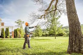 Best Commercial Tree Services  in South Holland, IL